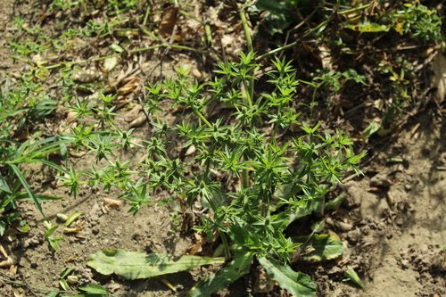 Mexican coriander (Eryngium foetidum)