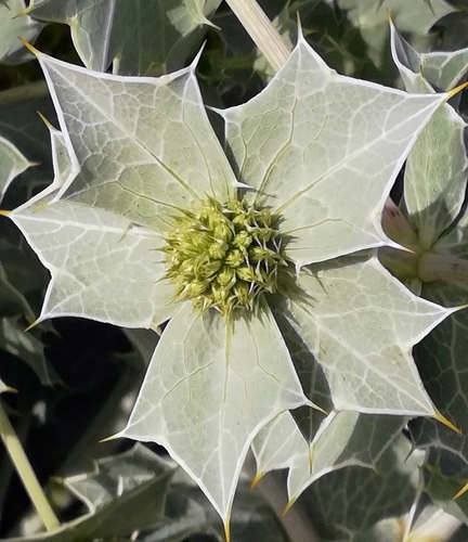 Sea-holly (Eryngium maritimum)