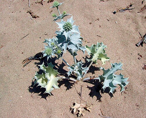 Sea-holly (Eryngium maritimum)