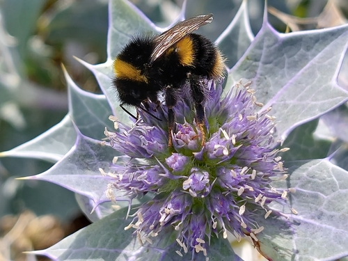 Sea-holly (Eryngium maritimum)