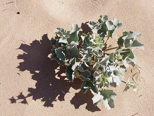 Sea-holly: Seaside Eryngo, Eryngium maritimum. Whole plant. Meia Praia beach, Lagos, Portugal