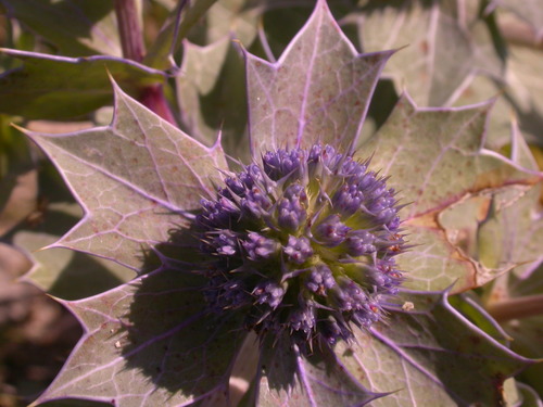 Sea-holly (Eryngium maritimum)