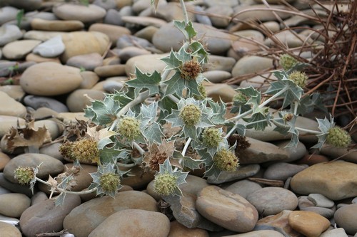 Sea-holly (Eryngium maritimum)