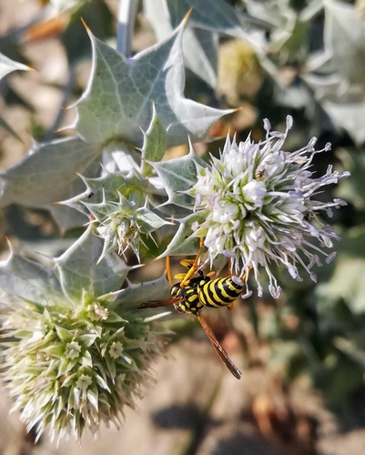 Sea-holly