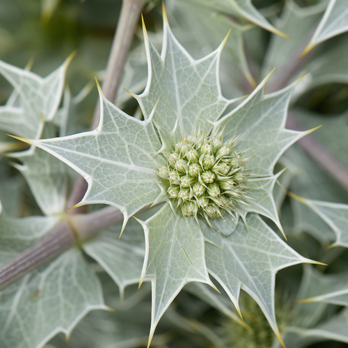 Sea-holly (Eryngium maritimum)