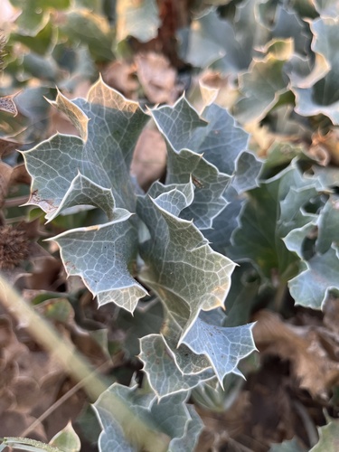 Sea-holly (Eryngium maritimum)