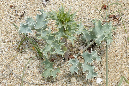 Sea-holly: Eryngium maritimum , Photo from Thasos