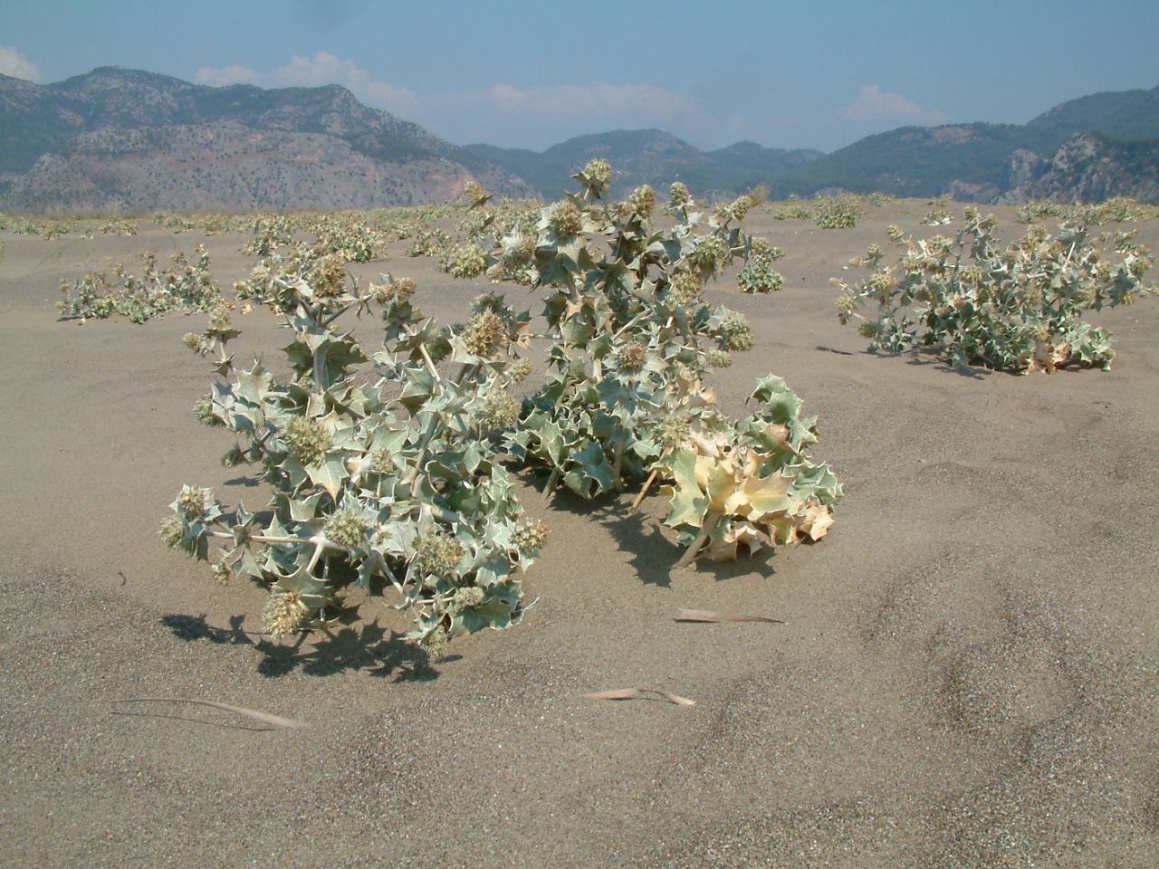 Sea-holly: Eryngium maritimum , shore of Mediterranean Sea near mouth of Dalyan River, Turkey