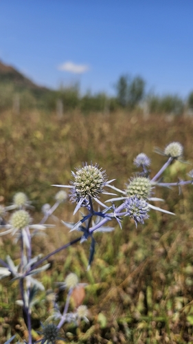 Planta venenosa (Eryngium planum)