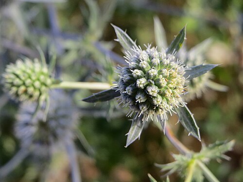 Planta venenosa: Flachblatt-Mannstreu ( Eryngium planum ) bei Hockenheim