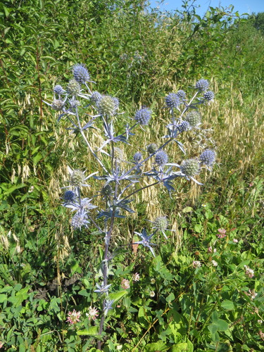 Planta venenosa (Eryngium planum)