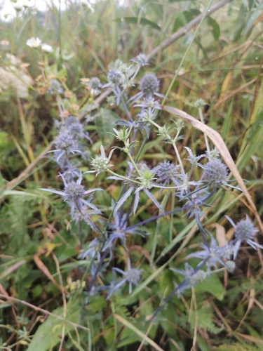 Planta venenosa (Eryngium planum)