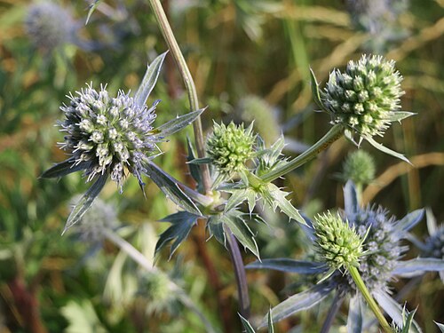 Planta venenosa: Flachblatt-Mannstreu ( Eryngium planum ) bei Hockenheim