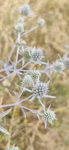 Planta venenosa (Eryngium planum)