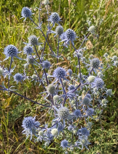 Planta venenosa (Eryngium planum)