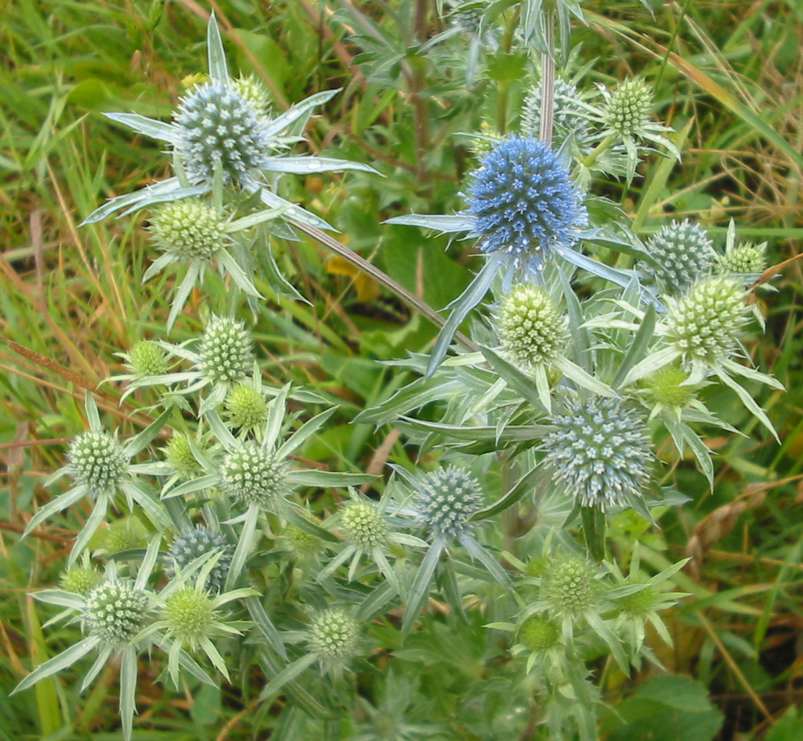 Planta venenosa: Scai-vânăt