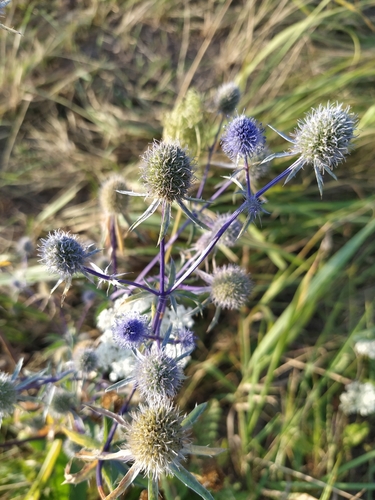 Planta venenosa (Eryngium planum)