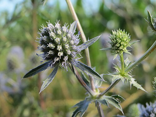 Planta venenosa: Flachblatt-Mannstreu ( Eryngium planum ) bei Hockenheim