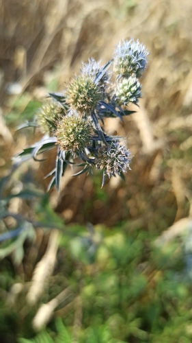 Planta venenosa (Eryngium planum)