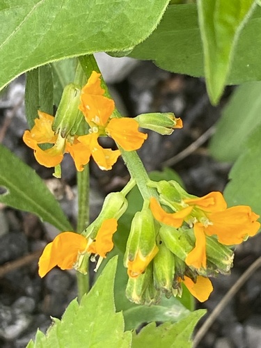 Sanddune wallflower (Erysimum capitatum)