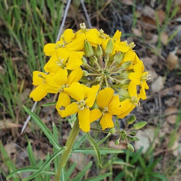 Sanddune wallflower (Erysimum capitatum)