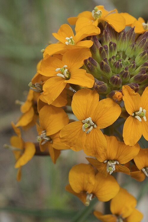 Sanddune wallflower: Erysimum capitatum from California - and western North America Common name Wallflower, sanddune wallflower Photographed along Bently Ridge Road, Mendocino Count