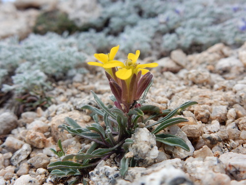 Sanddune wallflower (Erysimum capitatum)