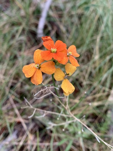 Sanddune wallflower (Erysimum capitatum)