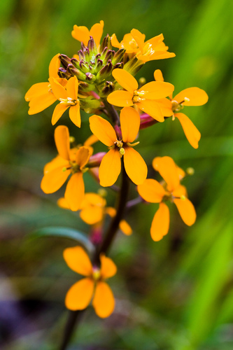Sanddune wallflower (Erysimum capitatum)