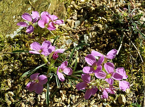 Sanddune wallflower: Petite plante des Montagnes Rocheuses (Colorado) de 7 à 10 cm qui pousse sur les étendues graveleuses vers 3400/3700 m.