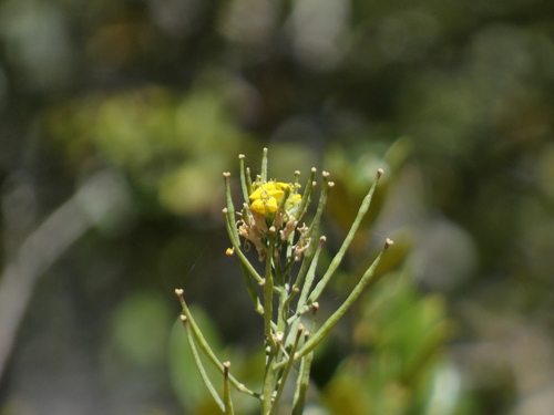 Sanddune wallflower (Erysimum capitatum)