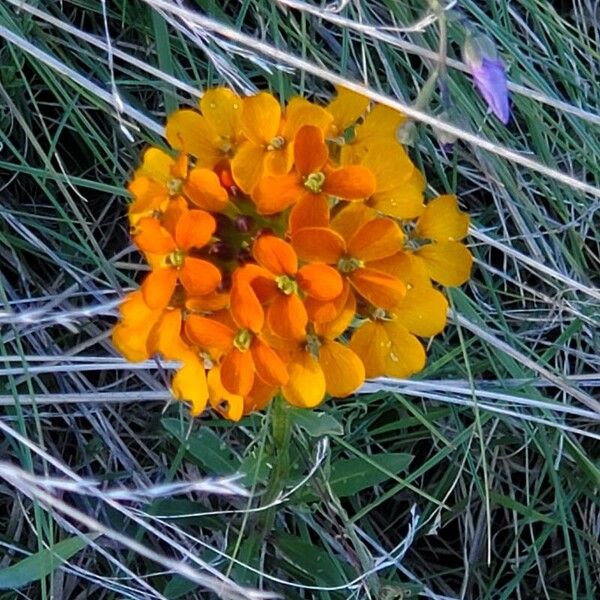 Sanddune wallflower (Erysimum capitatum)