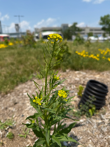 Wormseed wallflower (Erysimum cheiranthoides)