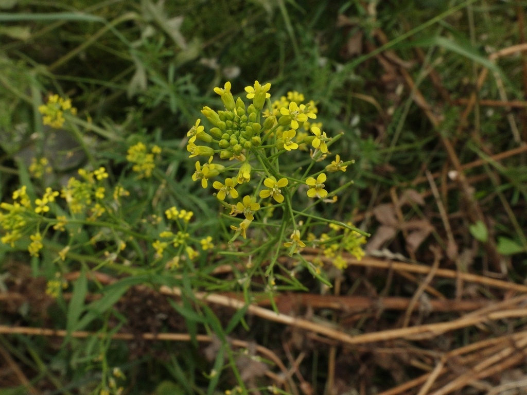 Wormseed wallflower (Erysimum cheiranthoides)