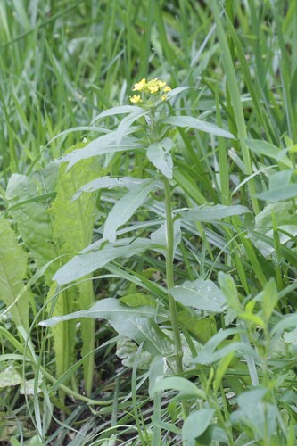 Wormseed wallflower (Erysimum cheiranthoides)