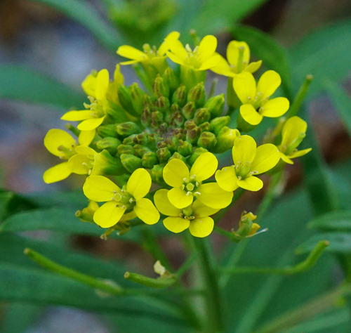 Wormseed wallflower (Erysimum cheiranthoides)