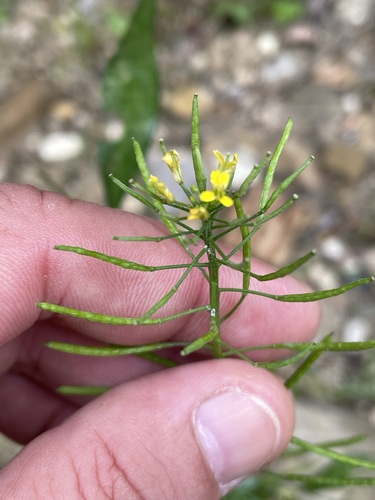 Wormseed wallflower (Erysimum cheiranthoides)