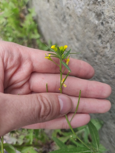 Wormseed wallflower (Erysimum cheiranthoides)