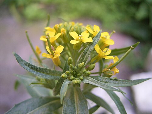 Wormseed wallflower (Erysimum cheiranthoides)