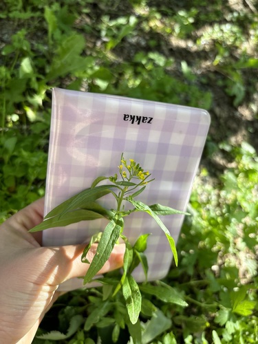 Wormseed wallflower (Erysimum cheiranthoides)