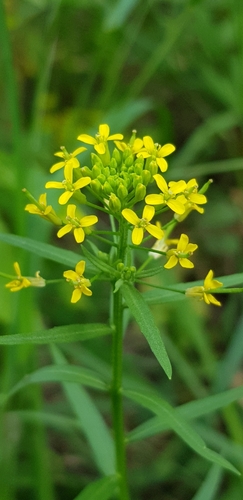 Wormseed wallflower (Erysimum cheiranthoides)