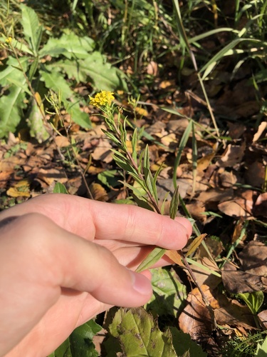 Wormseed wallflower (Erysimum cheiranthoides)