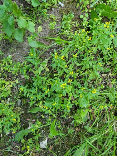 Wormseed wallflower (Erysimum cheiranthoides)