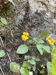 Wingstem monkeyflower (Erythranthe alsinoides)