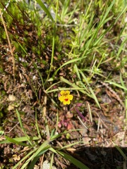 Wingstem monkeyflower (Erythranthe alsinoides)