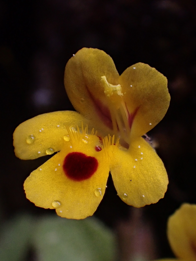 Wingstem monkeyflower (Erythranthe alsinoides)