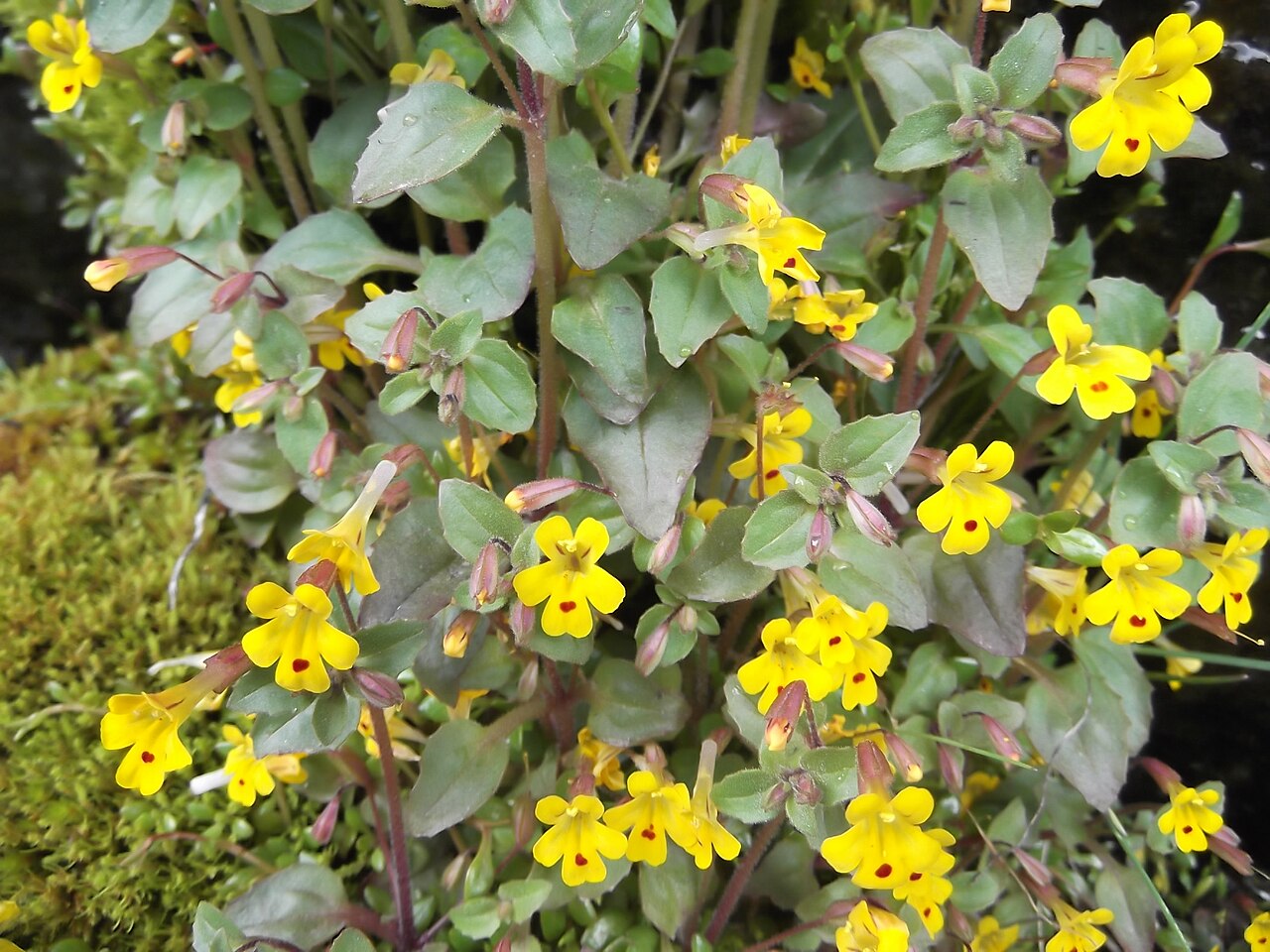Wingstem monkeyflower: Erythranthe alsinoides formerly Mimulus alsinoides Chickweed Monkey-flower growing in a wet rock crag, next to the Carbon Glacier, in Mount Rainier National Par