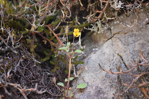 Wingstem monkeyflower (Erythranthe alsinoides)