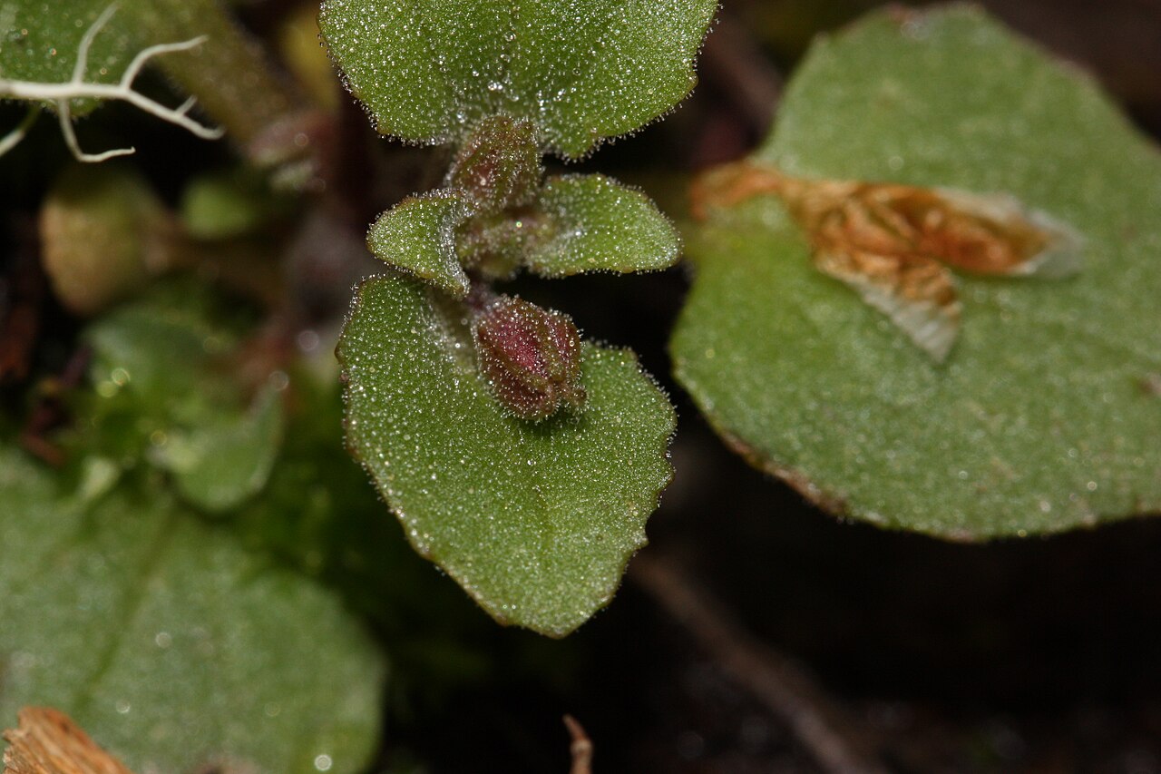 Wingstem monkeyflower: Wing-stem Monkey-flower, Chickweed Monkey-flower.