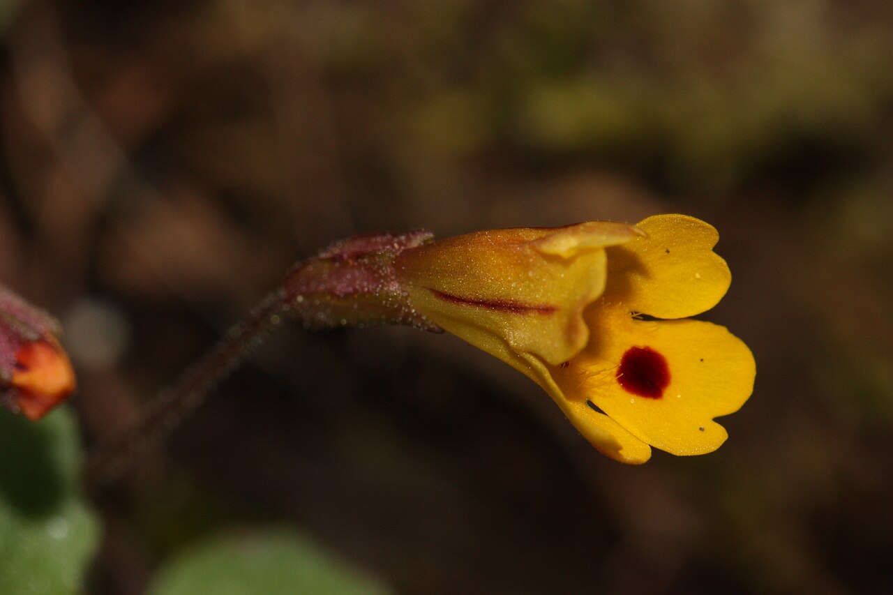 Wingstem monkeyflower: Wing-stem Monkey-flower, Chickweed Monkey-flower